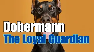 DOBERMANN: THE LOYAL GUARDIAN