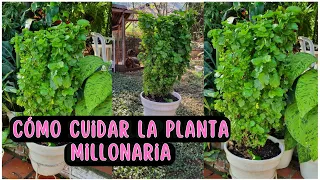 😍TODO SOBRE LA MILLONARIA PLANTA DE LA FORTUNA/Liliana Muñoz