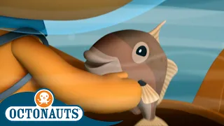 Octonauts - The Triggerfish | Cartoons for Kids | Underwater Sea Education