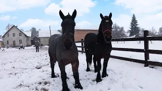 ЛОШАТА БЕЛЬГІЙСЬКИЙ ВАГОВОЗ НА ІВАНО-ФРАНКІВЩИНІ/BELGIUM DRAFT HORSES/КОНІ ВАГОВОЗИ/ КОНІ В УКРАЇНІ/