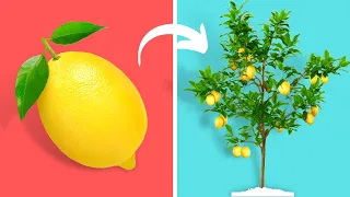 Do This Trick to Grow a Lemon Tree From A Lemon