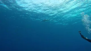 Close encounter with  an oceanic whitetip shark in Elphinstone Reef