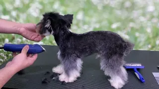 CURSO DE PELUQUERÍA CANINA / YORKSHIRE