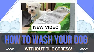 How to Wash Your Dog without the Stress 🐶
