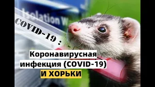 Коронавирусная инфекция (COVID-19) и ХОРЬКИ /Фуриттус/ Хорьки