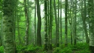 Красивая расслабляющая музыка: в глубине леса Б. Педер Хелланн (официальное видео)