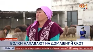 ВОЛКИ НАПАДАЮТ НА ДОМАШНИЙ СКОТ