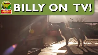 ITV Wales - Christmas Eve News- The Railway dog!