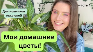 Мои растения! домашние и балконные ЧАСТЬ 1