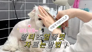 말티즈 얼굴컷 쉽게 잘라보자! 초벌부터 재벌까지~! 꿀팁 방출예정 🐕🍯✨