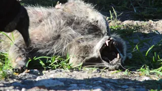 Vultures eating a raccoon