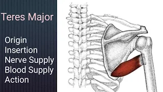 Teres Major muscle || origin || Insertion || Action || by Physiotrav ||