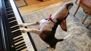 NEW SONG! Buddy Mercury in Red - The Singing Beagle Plays Piano