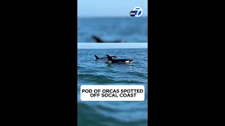 Rare white killer whale spotted among pod off Newport Beach coast