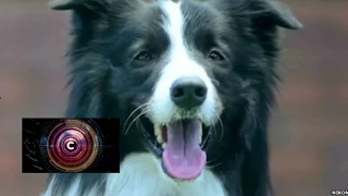 The camera developed for your dog - BBC Click