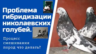 Проблема гибридизации николаевских голубей. Процесс смешивания пород что делать?