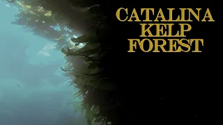 Kelp Forest - Catalina Island Scuba Diving