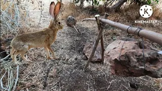 فخ الميزان لصيد الأرانب طريقة بدائية وبسيطةRabbit hunting with a new trap