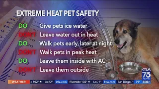 How to keep your pet safe in extreme heat