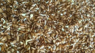 How to sprout flax seeds within 24 hours