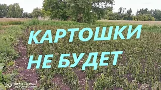 Урожая КАРТОФЕЛЯ в 2023 году НЕ БУДЕТ!