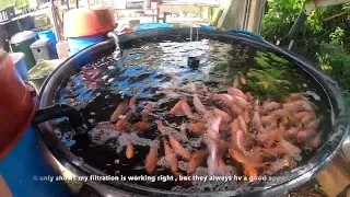 My backyard red tilapia pond