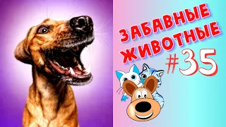 Приколы с Животными #35 / Смешные Животные / Приколы 2020 / Приколы про Животных / Лучшие Приколы