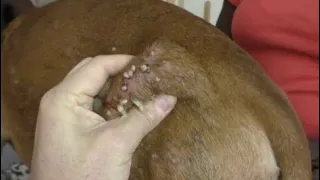 Removing Monster Mango worms From Helpless Dog ! Animal Rescue Video 2022 #10