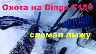 Охота на Dingo T150 || Лунки тетерева || Сломал лыжу