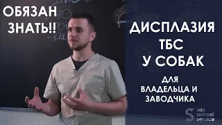 Щенок хромает - что делать? Дисплазия у собак - ранняя диагностика и можно ли предотвратить