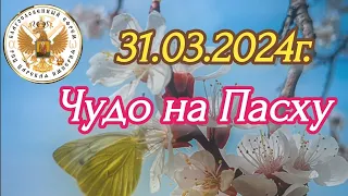 Пасхальное чудо 31.03.2024 г.