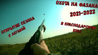 ОТКРЫТИЕ НА ФАЗАНА 2021-2022:ОХОТА НА ФАЗАНА С СЫНОМ И ДРУЖНОЙ КОМПАНИЕЙ В МЕСТНЫХ ОХОТ-УГОДЬЯХ