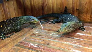Male Crocodile Monitor Lizards