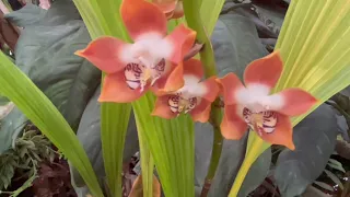 Exposition a Paris : 1001 orchidees