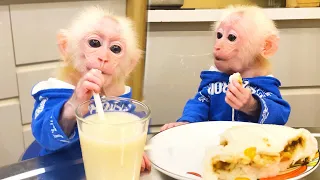 Happy breakfast! Bibi monkey competes to see who can eat faster with Chip