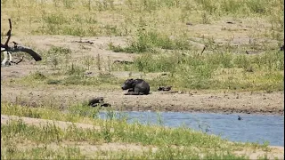 Newborn Buffalo Calf Has A Terrible Start To Life