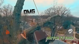 Cutting down a huge oak with a spider lift