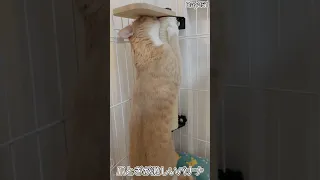 爪とぎ中にカメラを気にしてくれる子猫が可愛すぎる件 #shorts #子猫 #cat