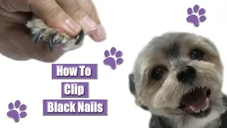 How To Clip Black Dog Nails