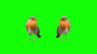 Beautiful Birds Green Screen Effects HD video No copyright || Crazy Editor