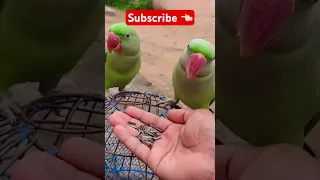 Raw tamed parrots are eating Sunflower Seeds in open air | Urdu | Hindi
