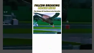 Falcon Bird stuck in air | Falcon Breaking physics rule #trending #shorts #nature #physics #science