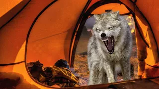 Голодный волчара залетел в лагерь к туристам и устроил такое...Такое не забыть