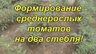 Как сформировать среднерослые томаты (первый шаг)