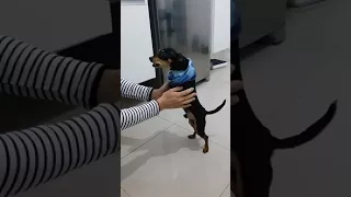 Pinscher bravo 5