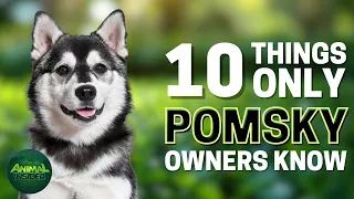 10 Things Only Pomsky Dog Owners Understand