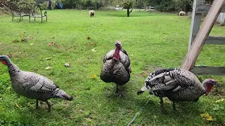 Turkeys and Babydolls