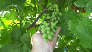 Как выбрать сорт винограда для посадки.