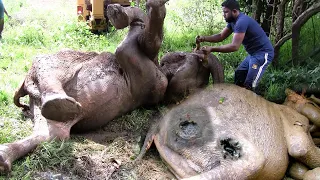 Tusker elephant fallen lifelessly with severe injuries brought back to life with proper treatment