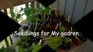 seedlings plants update